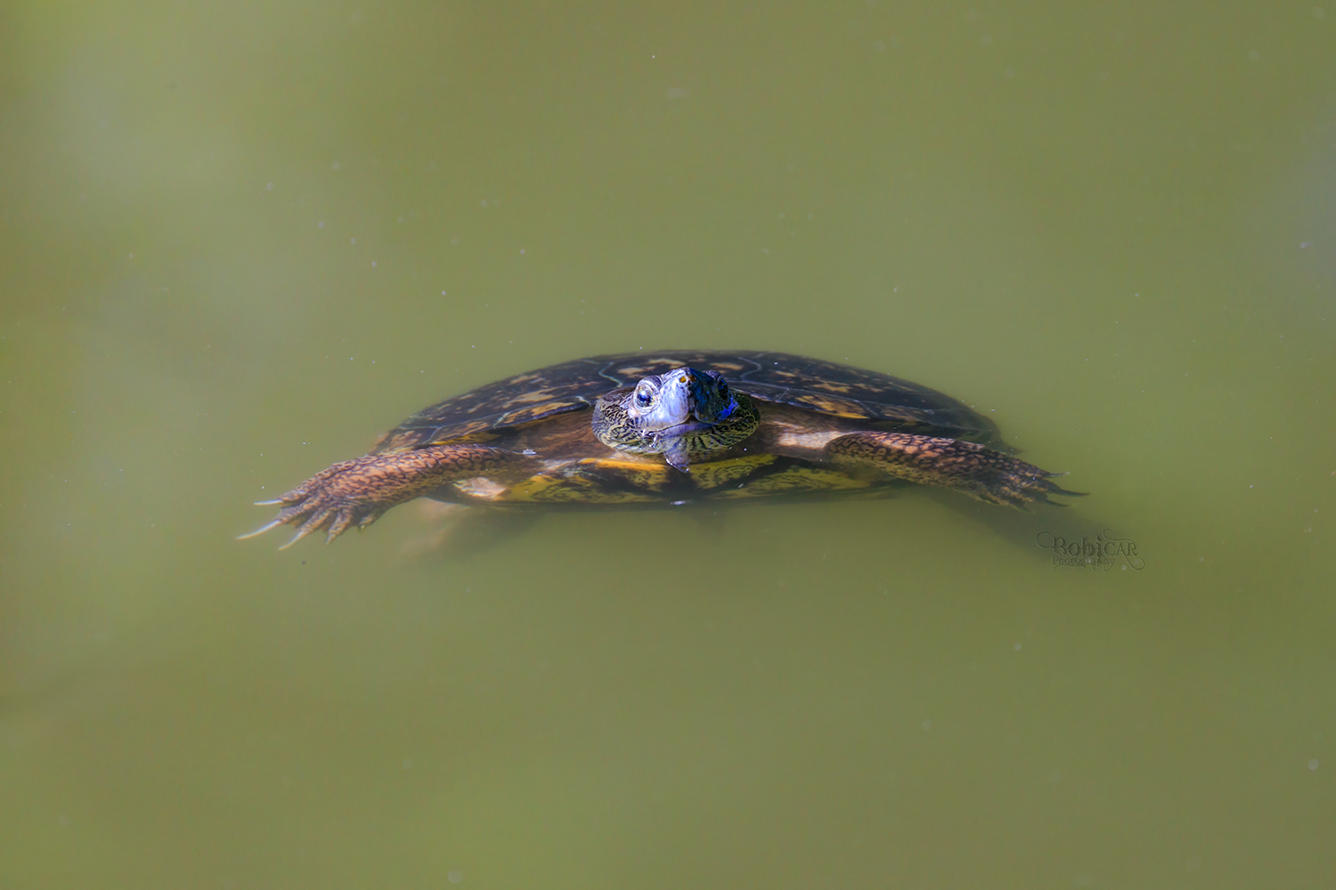 Turtles and Tortoises